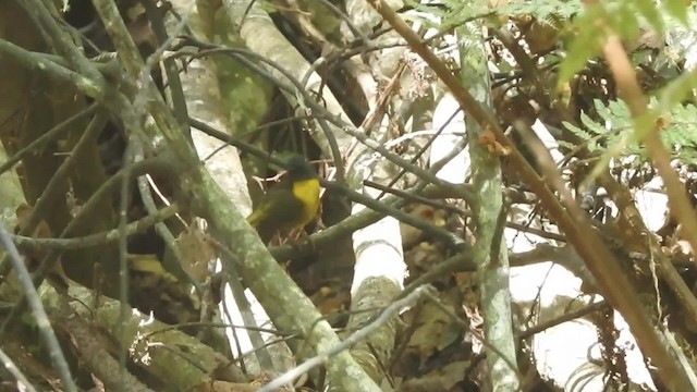 Колоратка чорногорла - ML201613091