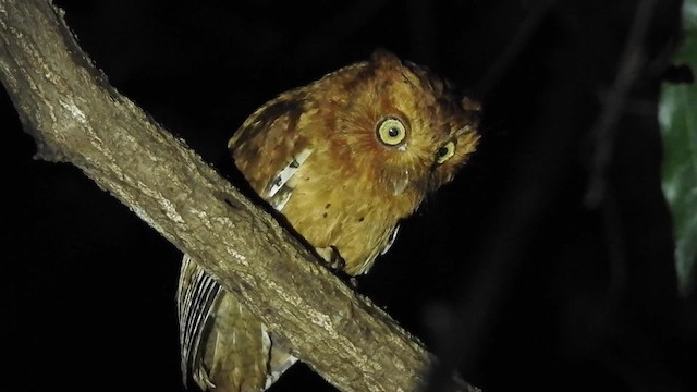 Sokoke Scops-Owl - ML201613111