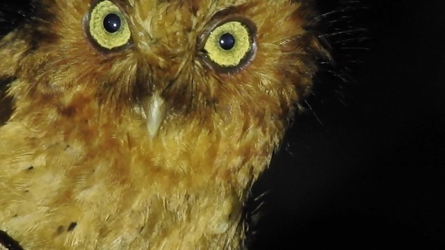 Sokoke Scops-Owl - ML201613121