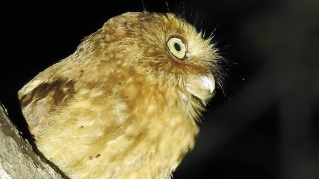 Sokoke Scops-Owl - ML201613131