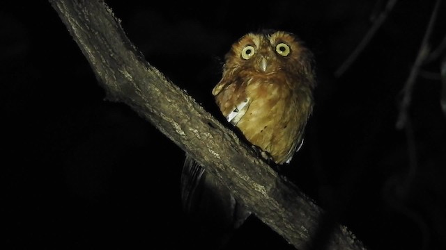 Sokoke Scops-Owl - ML201613141