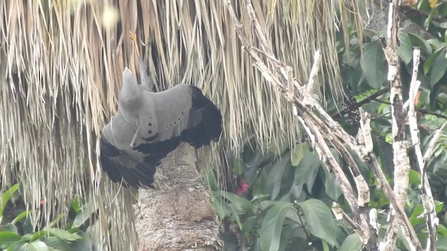 African Harrier-Hawk - ML201613231