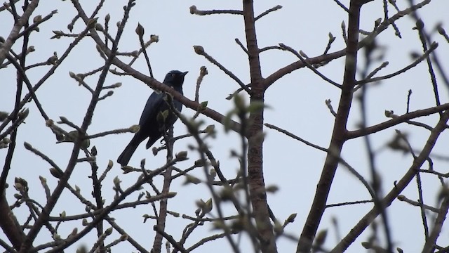 Black-bellied Starling - ML201613251