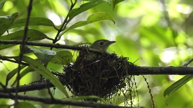 Bulbul des Misuku (masukuensis/roehli) - ML201613301