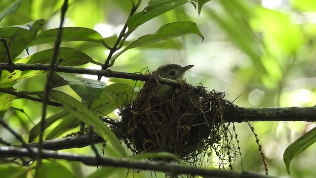 Shelley's Greenbul (Shelley's) - ML201613311