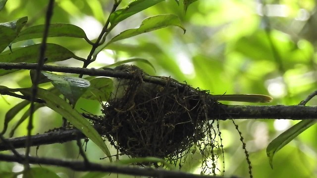 Bulbul des Misuku (masukuensis/roehli) - ML201613321