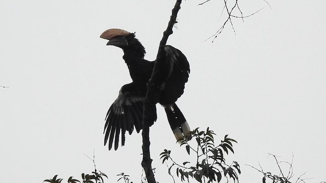 Silvery-cheeked Hornbill - ML201613331