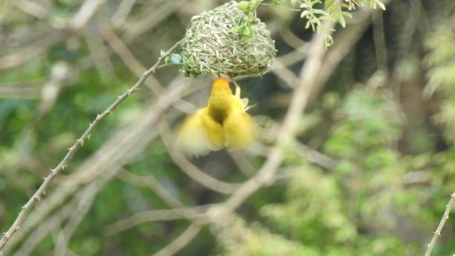 African Golden-Weaver - ML201613371