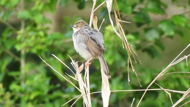 Coastal Cisticola - ML201613381