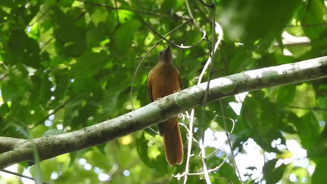 Red-tailed Ant-Thrush (Coastal) - ML201613401