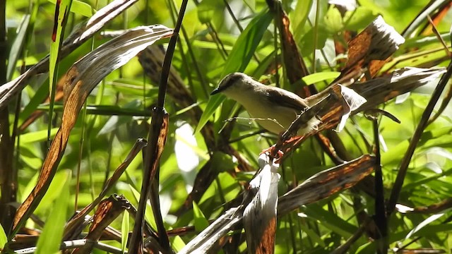 Tawny-flanked Prinia - ML201613421