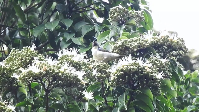 Uluguru Violet-backed Sunbird - ML201613431