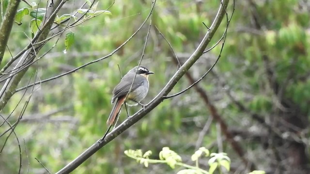 Cape Robin-Chat - ML201613471