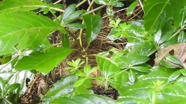 Bulbul del Kilimanjaro (Grupo nigriceps) - ML201613481