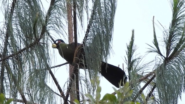 オウカンエボシドリ - ML201613501