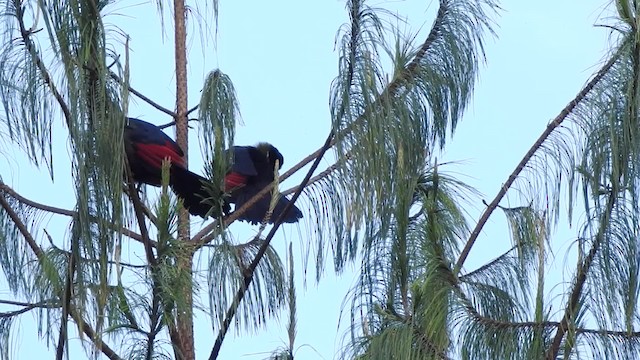 Turaco de Hartlaub - ML201613511