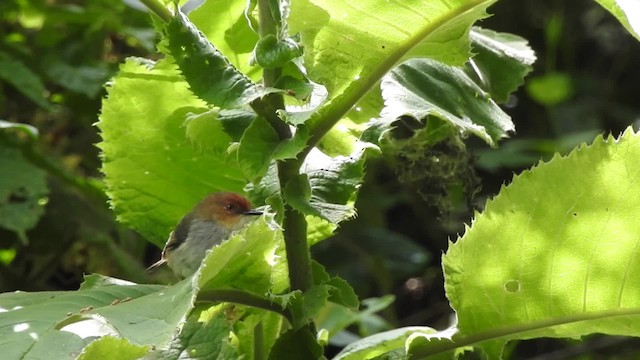 African Tailorbird - ML201613521