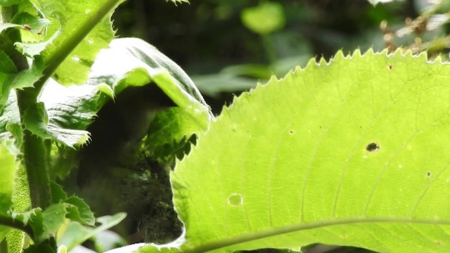 African Tailorbird - ML201613571