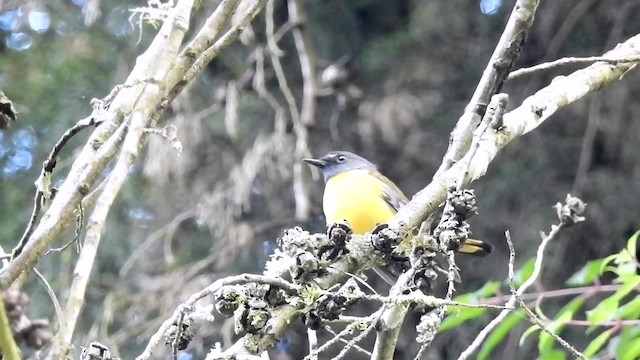 Колоратка чорногорла - ML201613611