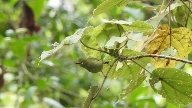 Pale White-eye - ML201613621