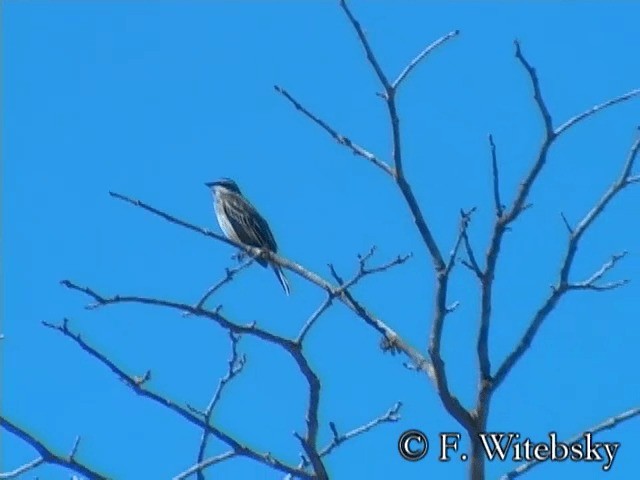 Piratic Flycatcher - ML201613631