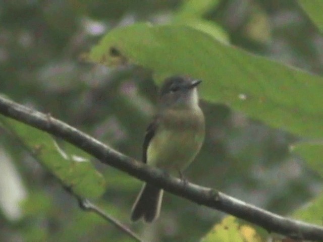 Black-billed Flycatcher - ML201613721