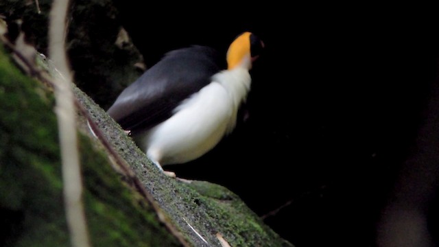 White-necked Rockfowl - ML201613801