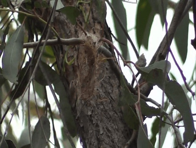 White-throated Gerygone - ML201613811