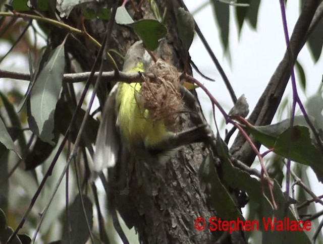 White-throated Gerygone - ML201613821