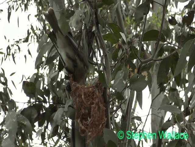 Noisy Friarbird - ML201613831