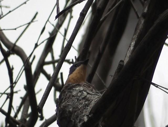 Leaden Flycatcher - ML201613841