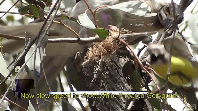 White-throated Gerygone - ML201613851