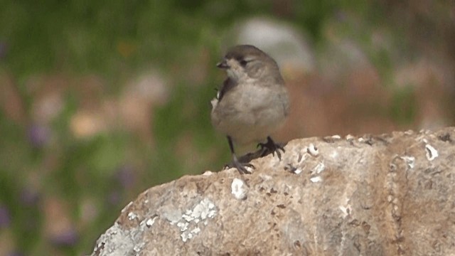 Acanthize blanchâtre - ML201613861