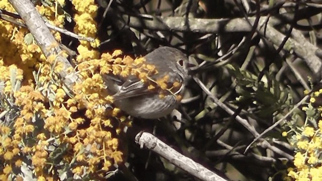 Petroica Rosada - ML201613871