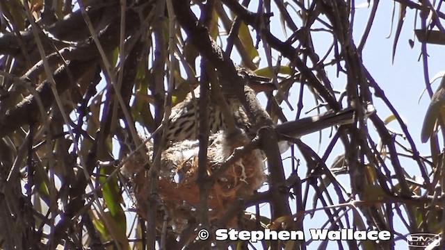 Olive-backed Oriole - ML201613881