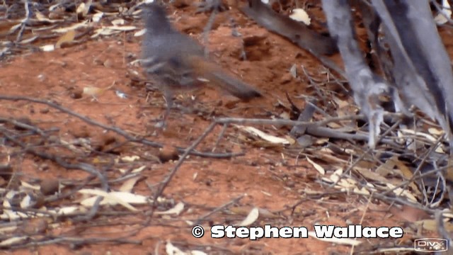 Southern Scrub-Robin - ML201613891