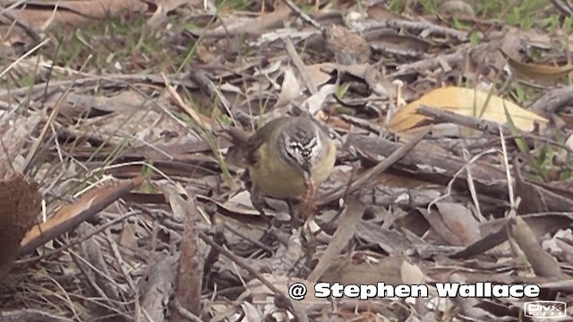 Шиподзьоб жовтогузий - ML201613911