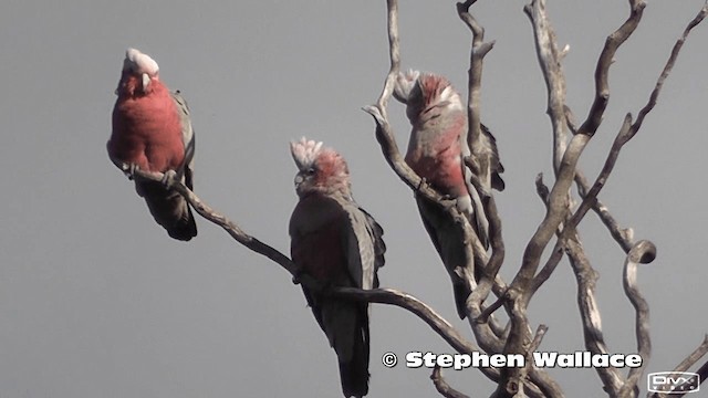 Galah - ML201613931