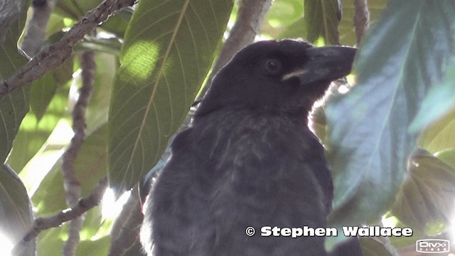 Pied Currawong - ML201613941