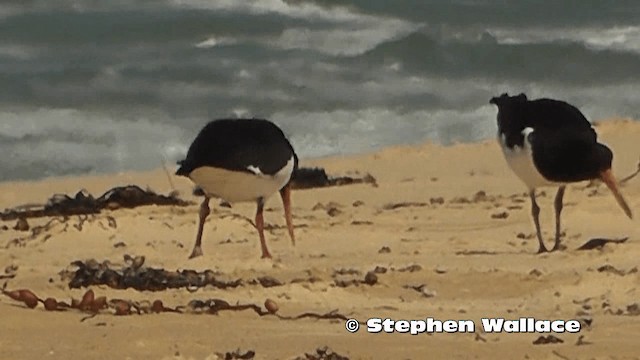 Pied Oystercatcher - ML201613951