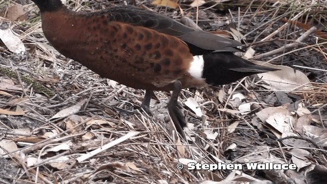 Chestnut Teal - ML201613971