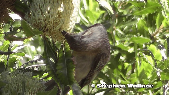 Red Wattlebird - ML201613981