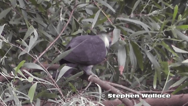 White-headed Pigeon - ML201614001