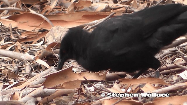 White-winged Chough - ML201614011