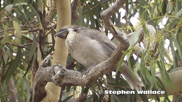 Noisy Friarbird - ML201614021