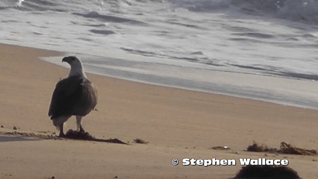 White-bellied Sea-Eagle - ML201614031