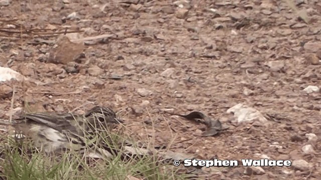 Speckled Warbler - ML201614061