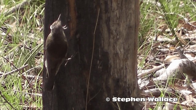 White-throated Treecreeper - ML201614071