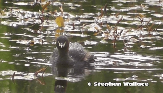 Australasian Grebe - ML201614091