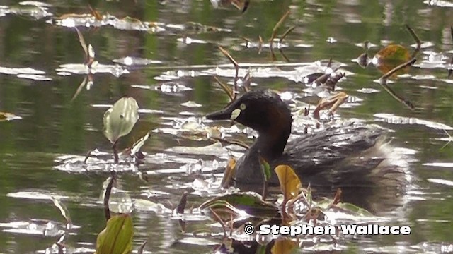 ノドグロカイツブリ - ML201614101